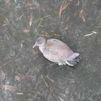 Enjoy Nature at Mt Coot-Tha Botanicals