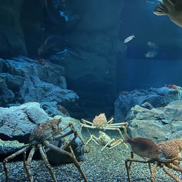 大阪海遊館 水瀨超可愛！