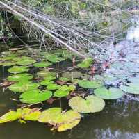 Riding Paddle Boat in Taiping Lake Gardens
