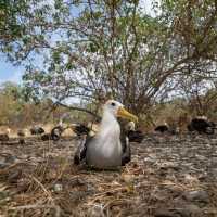 Galapagos Islands, Ecuador