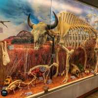 Museum of Osteology