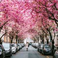 SPRING COLLECTION