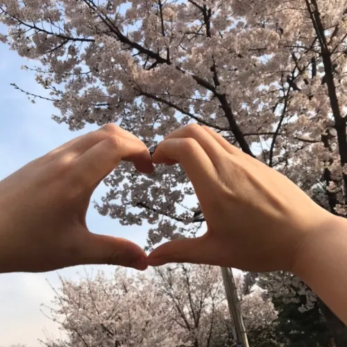 숨겨진 벚꽃명소 낙산공원