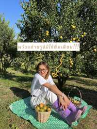 My Garden - Chiang Mai สวนส้มที่เก็บส้มกี่ลูกก็ได้
