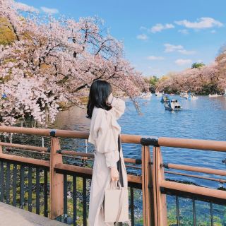 🌸桜🌸