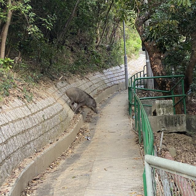 親子行山路線推介：深井肥標 - 全港最肥嘅標高柱