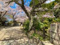 京都　SAKURA 桜めぐり❗️哲学の道の桜に感動❗️