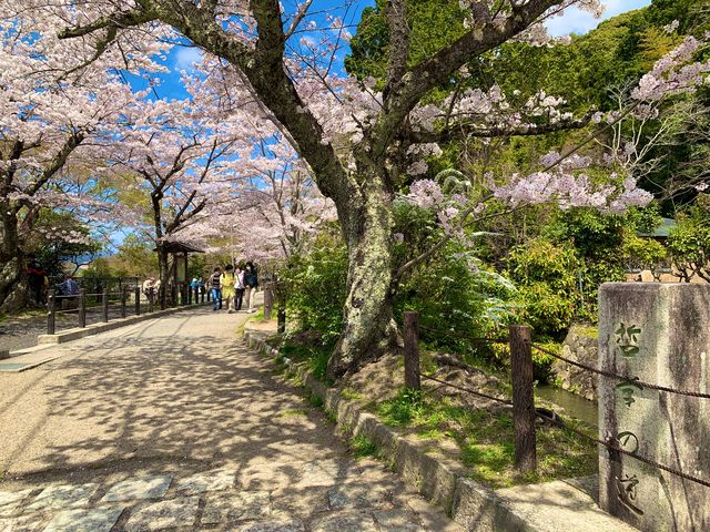 京都　SAKURA 桜めぐり❗️哲学の道の桜に感動❗️