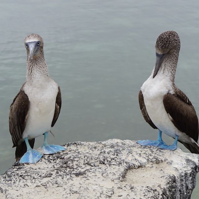 珍しい動物に会えるサンタクルス島