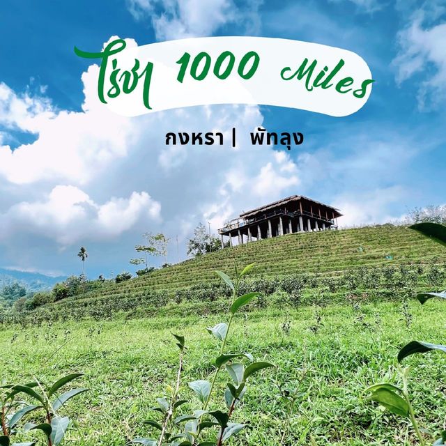คาเฟ่วิวหลักล้าน