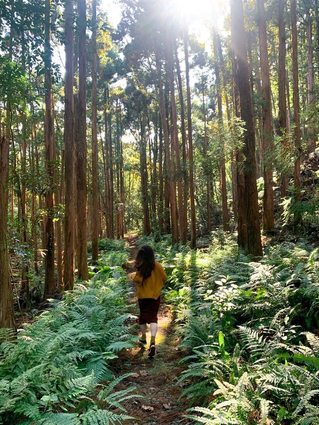 【屋久島 横河渓谷】屋久島の穴場癒しスポット
