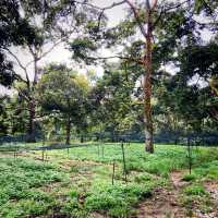 Durian Farm Expedition In Kulai Johor 