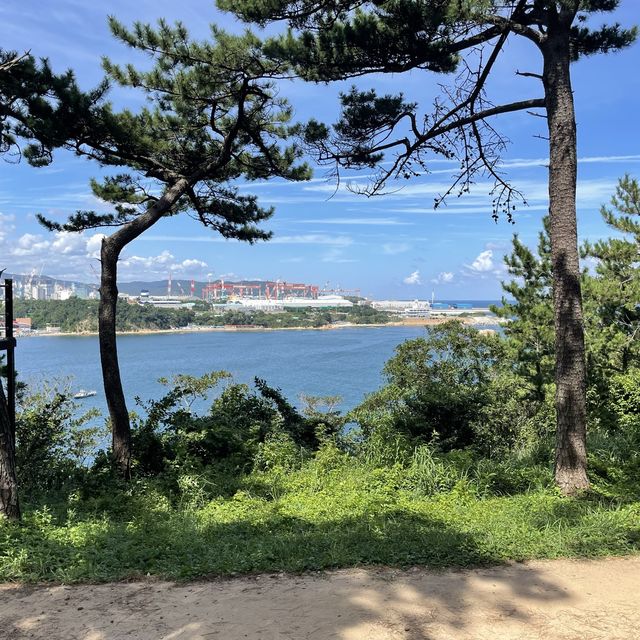 👀 지금 대왕암공원에 가야하는 이유 🌳 보라색 꽃밭 💜 맥문동