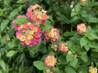 本地遊 | 坐港鐵遊香港 | 金鐘站 | 香港公園｜鬧市賞花好去處