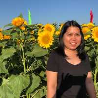 Great for colorful photo op with sunflowers