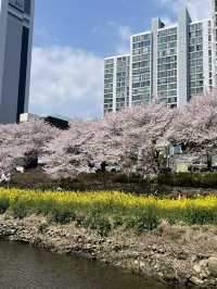 부산 최대 규모의 벚꽃 명소, 온천천🌸