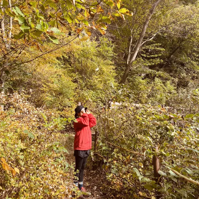 [용문] 가을 산행 단풍 구경🍁'용문산관광단지'