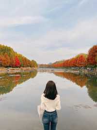 가을에 꼭 가봐야하는 담양관방제림🍂