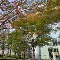 東京 有楽町 東京国際フォーラム "窓に映った紅葉" 幻想的、 現代建築と自然のコラボレーション!! 楽しみ方色々!!