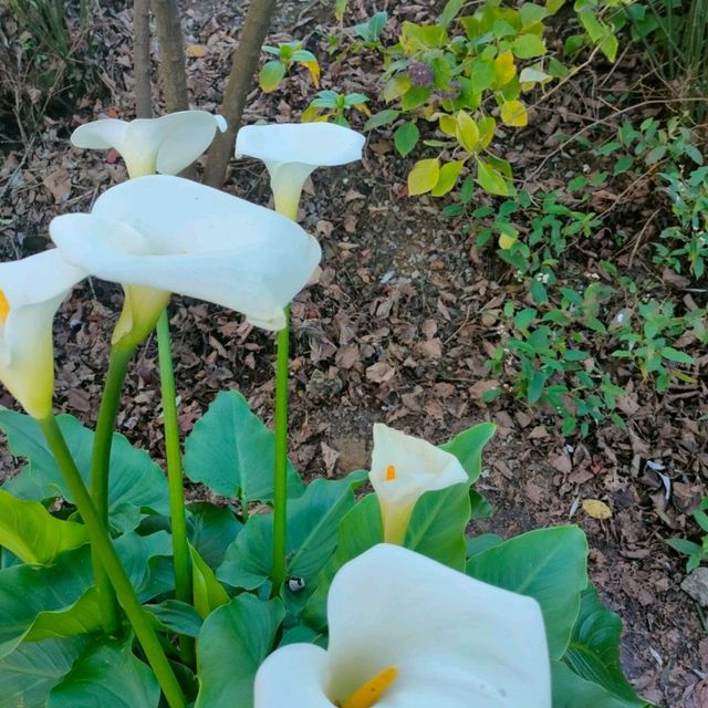 福壽山農場-海芋、繡球花海區