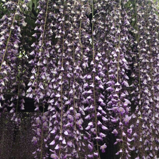 我和紫藤花有個約會 💜💜💜💜 東京