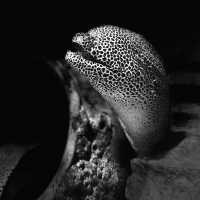 Under the SEA