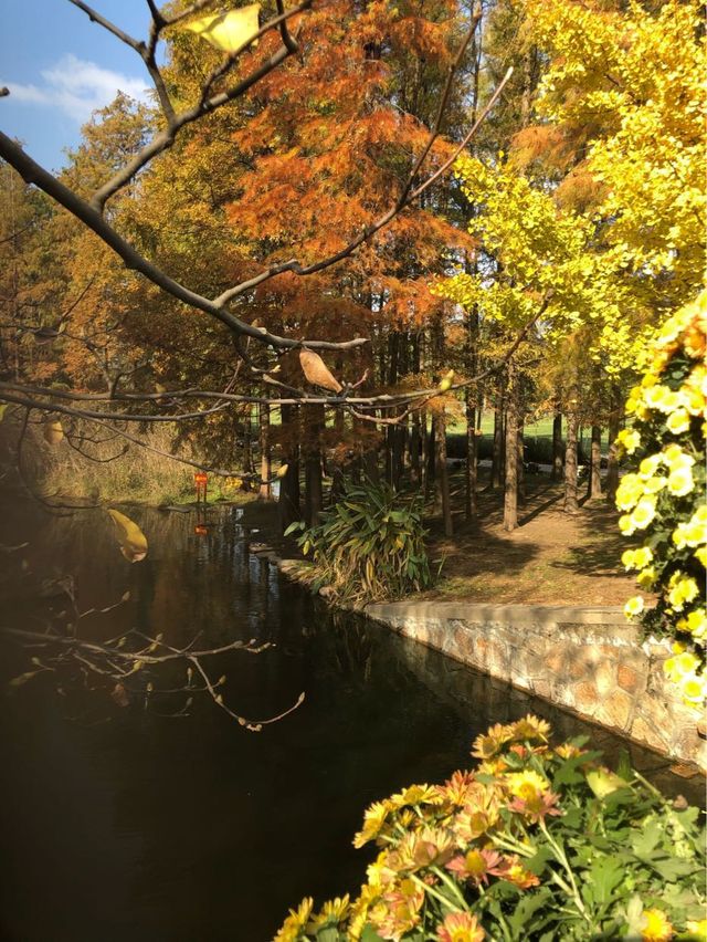 Fall in love in this Park in Shanghai 🍁