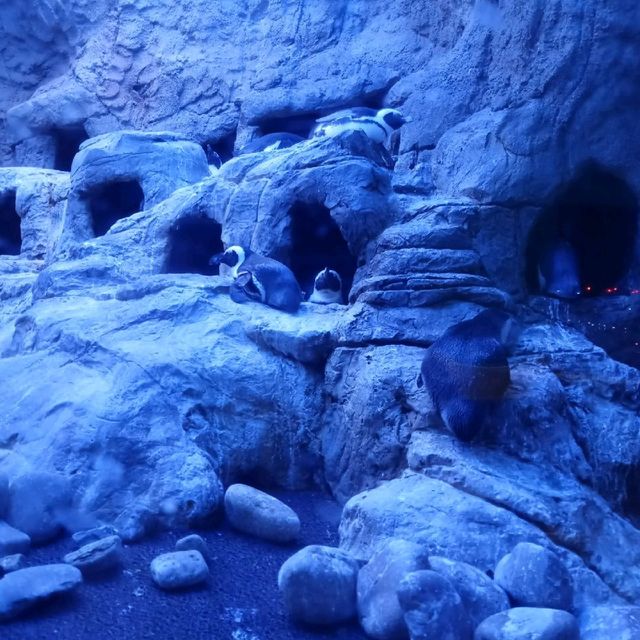 Ripley's aquarium Gatlinburg Tennessee