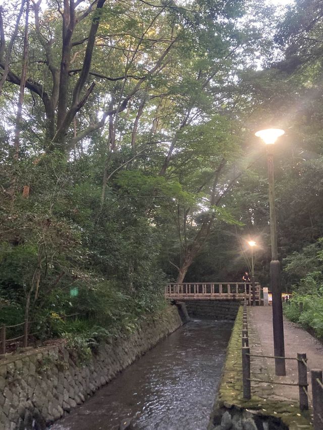 도심속 산과 계곡-도쿄 토도로키 계곡🌳