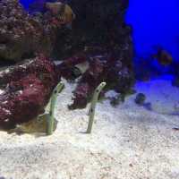［江ノ島］新江ノ島水族館