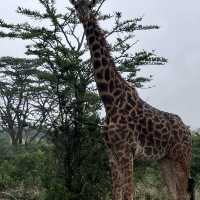 NAIROBI NATIONAL PARK 🦒🦓🐂