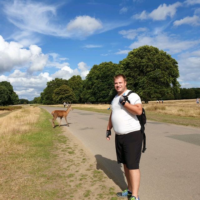 See deers in London - Richmond Park 