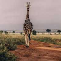21 day Uganda safaris,wildlife and adventure 