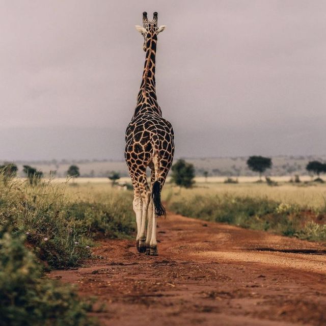 21 day Uganda safaris,wildlife and adventure 