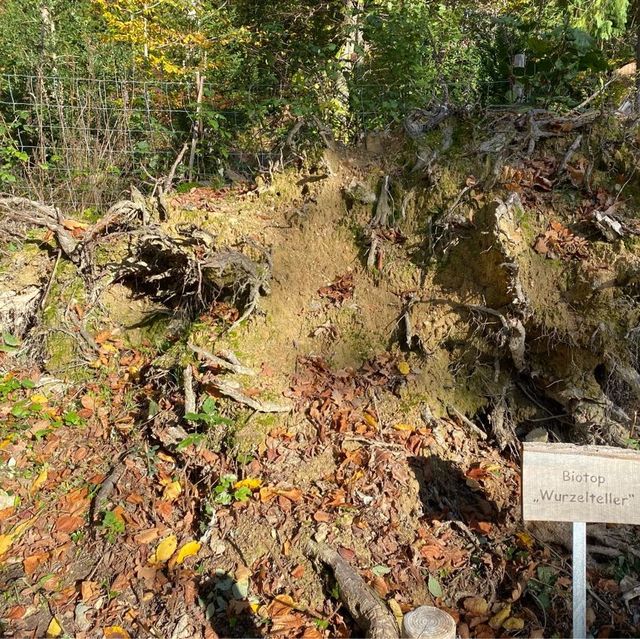 Autumn Hues in Taunus 🥰