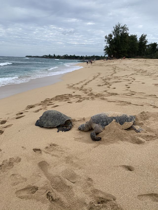 I wish I was a turtle on a beach
