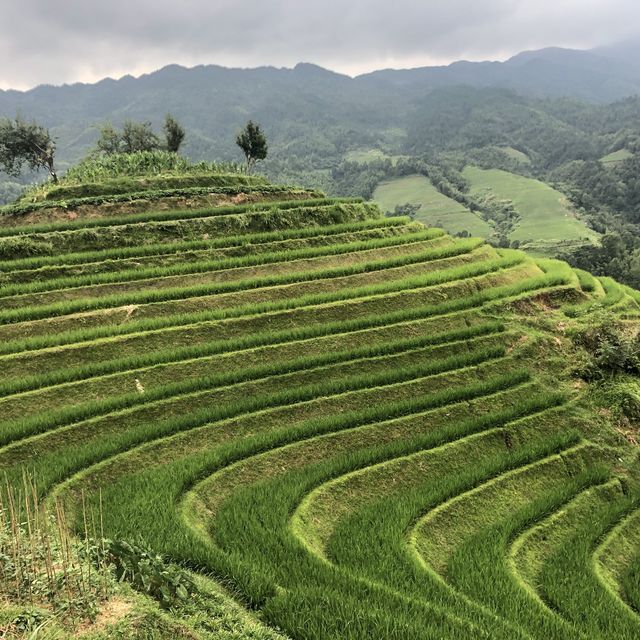 Longji Rice Fields
