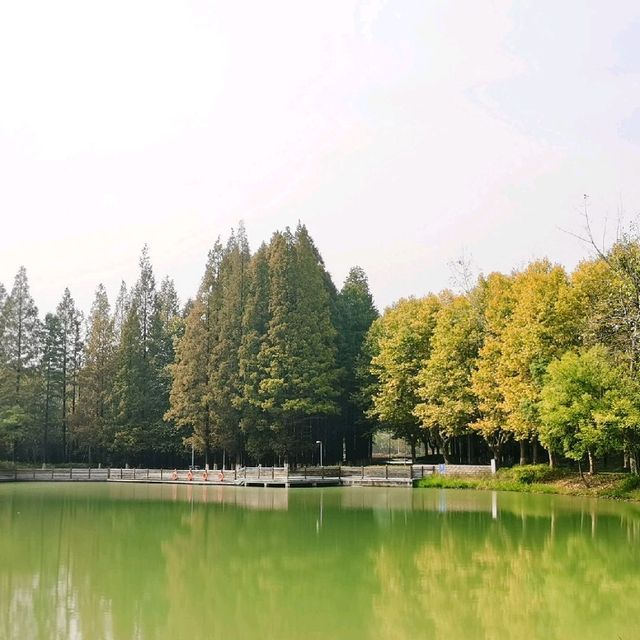 Shenshan Park(神山公园)