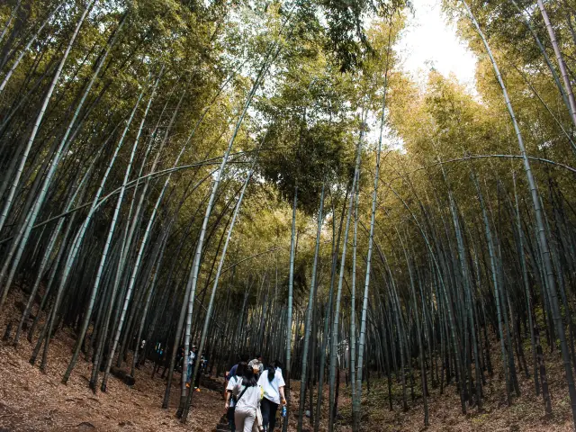 Visit to the Yixing bamboo forest! 🎋🎋