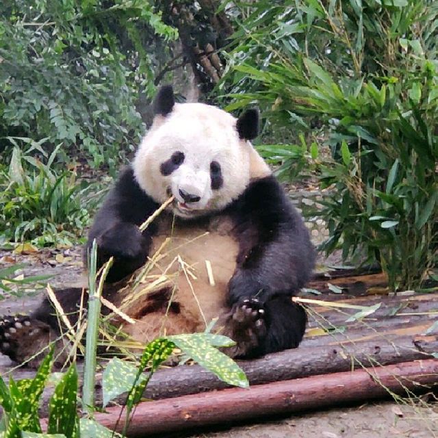 Panda Experience in Chengdu