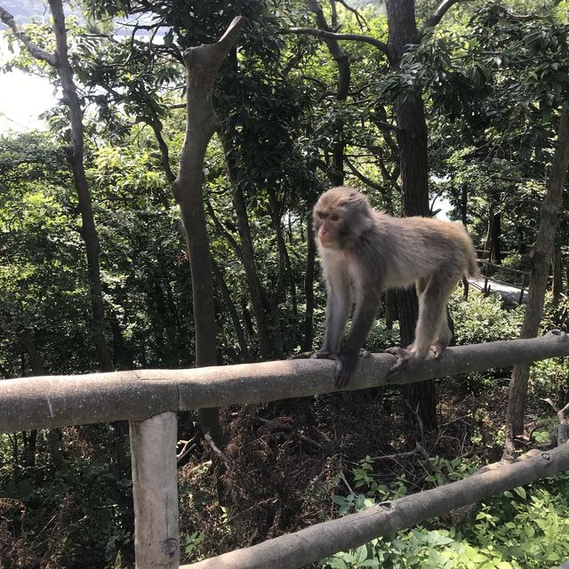 Monkey Island