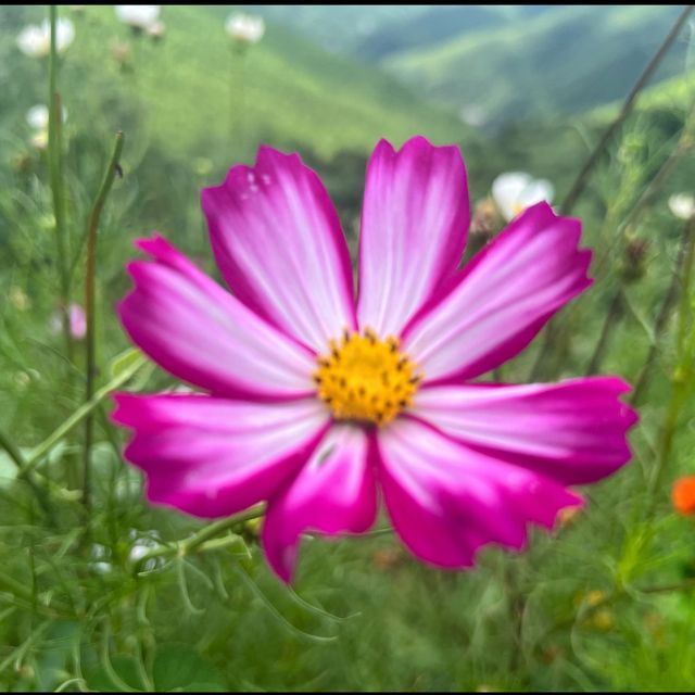 Flower spotting in Moganshan