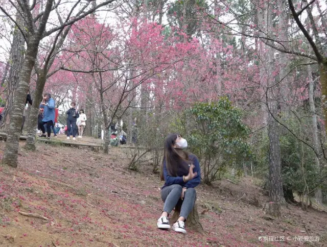 Early spring flower viewing | The dreamy pink flower sea of Kadoorie Farm