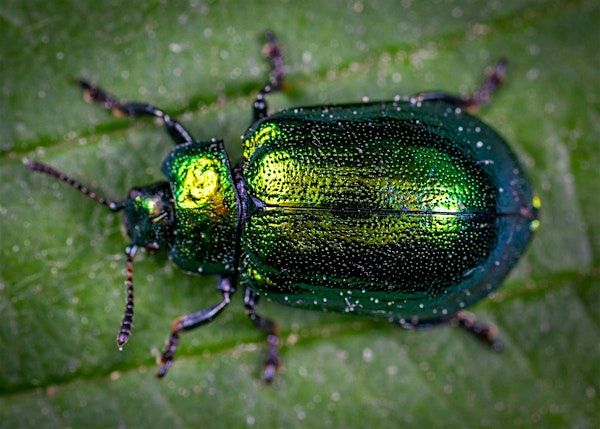 Southern Appalachian Entomology | The North Carolina Arboretum