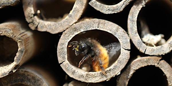 Nene Wetlands- build a solitary bee hotel | Nene Wetlands Visitor Centre