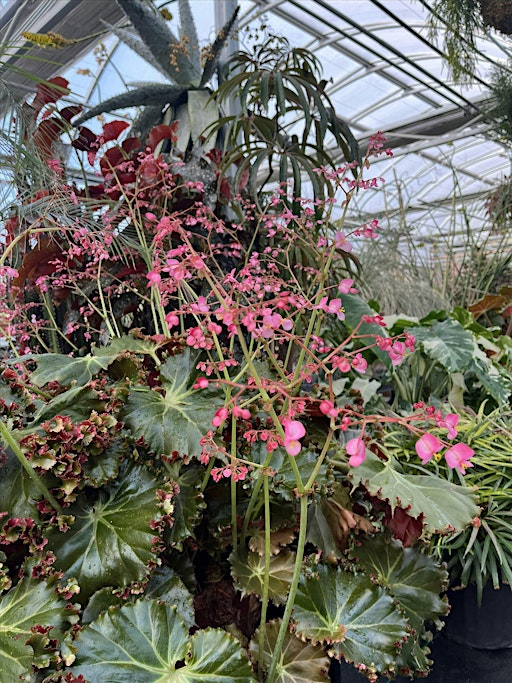 Making More Plants: Propagation | The Landcraft Garden Foundation