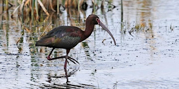 Chaplin Shorebirds Tour | Wild Birds Unlimited