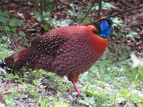 Sichuan Spring | Westworth United Church