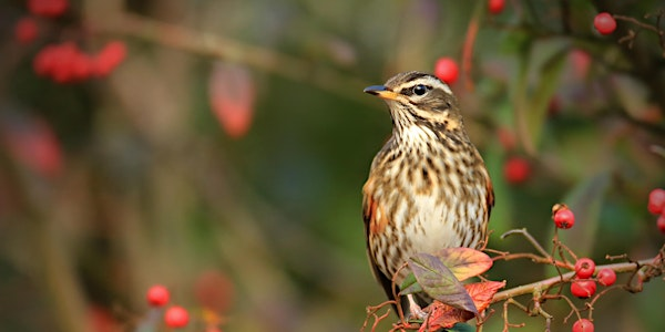 Birds and a Brew January, Rustlings In A Reedbed - Nature Discovery Centre, Friday 23 Jan | Nature Discovery Centre