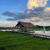 ทุ่งเคียงดอย คาเฟ่กลางทุ่งนา @เชียงราย